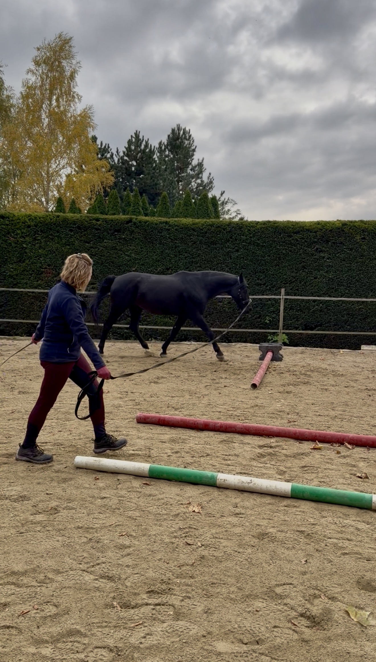 Longieren am Zirkel – feine Longenarbeit mit Pferd