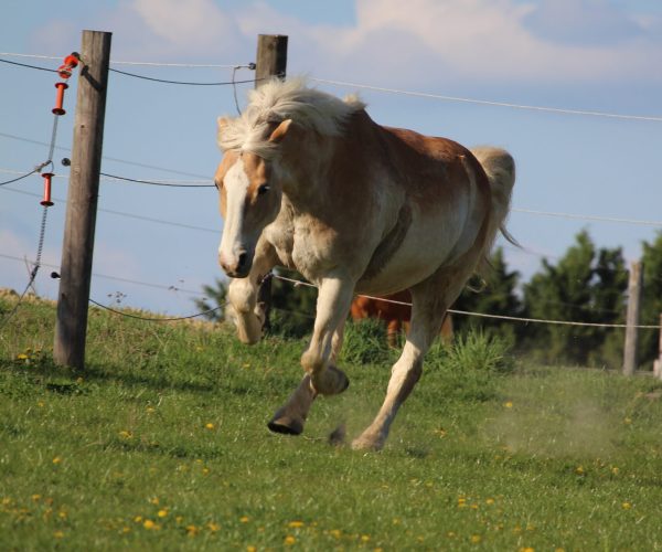 Schwieriges Pferd