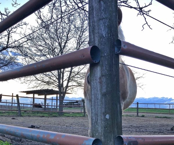 pferd macht was es will Leistungen